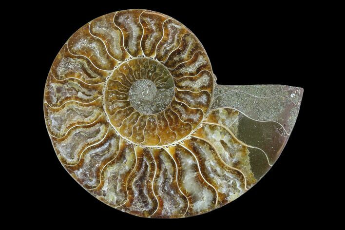 Agatized Ammonite Fossil (Half) - Madagascar #88259